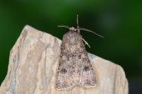 Agrotis segetum