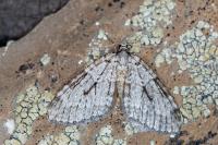 Epirrita autumnata