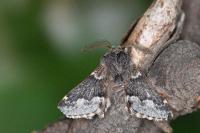 Poecilocampa alpina canensis