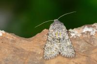 Polymixis xanthomista