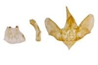 Epirrita autumnata