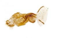 Polymixis xanthomista