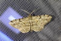 Peribatodes rhomboidaria rhomboidaria