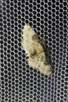 Idaea filicata