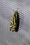 Emmelia trabealis
