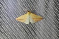 Rhodometra sacraria