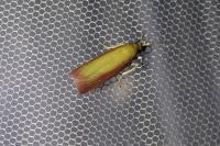 Oncocera semirubella