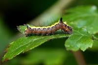 Acronicta psi