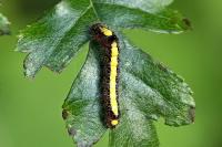 Acronicta psi