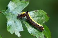 Acronicta psi