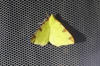 Opisthograptis luteolata