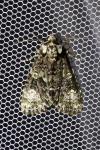 Craniophora ligustri