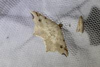 Macaria notata