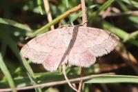 Scopula rubiginata