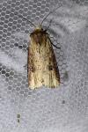 Axylia putris