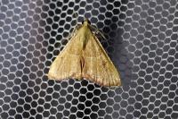 Endotricha flammealis
