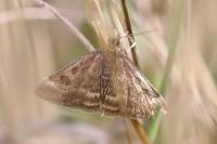 Pyrausta despicata