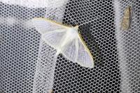 Palpita vitrealis