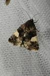 Tyta luctuosa