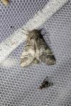 Drymonia querna