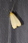 Katha depressa