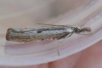 Agriphila inquinatella