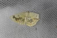 Cyclophora annularia
