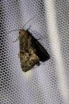 Catephia alchymista