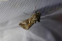 Autographa gamma
