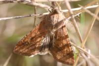Helicoverpa armigera