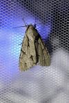 Acronicta psi/tridens