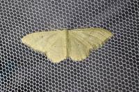 Idaea straminata
