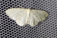 Idaea subsericeata