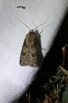 Agrotis exclamationis exclamationis