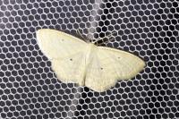 Scopula immutata