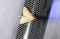 Dolicharthria punctalis