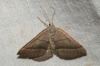 Scotopteryx luridata