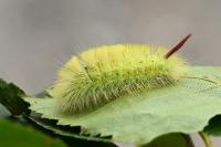 Calliteara pudibunda