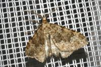 Coenotephria ablutaria