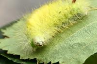 Calliteara pudibunda