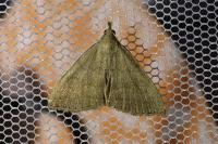 Herminia tarsicrinalis