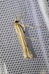Ancylolomia tentaculella