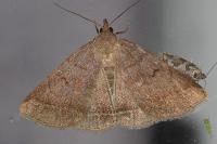 Zanclognatha lunalis