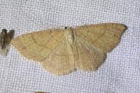 Cyclophora ruficiliaria