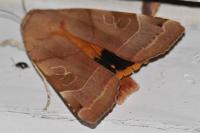 Noctua fimbriata