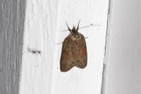 Nycteola revayana