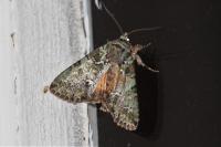 Polyphaenis sericata