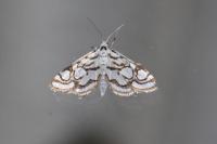 Nymphula nitidulata