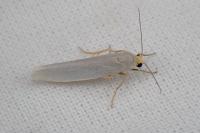 Manulea pseudocomplana