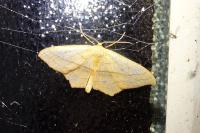 Scopula imitaria